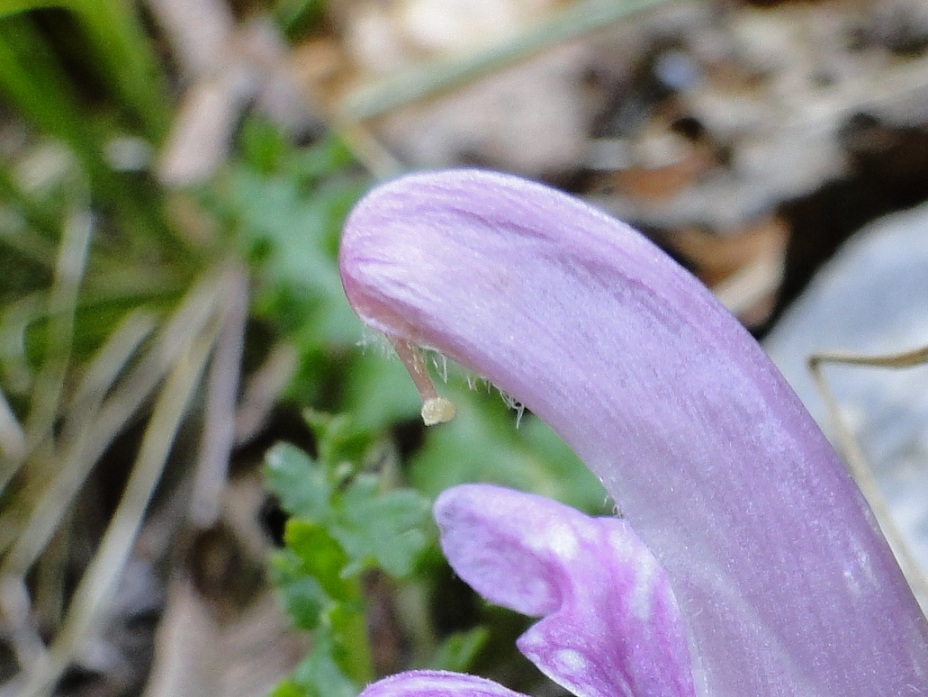 Pedicularis acaulis Scop. / Pedicolare primaticcia